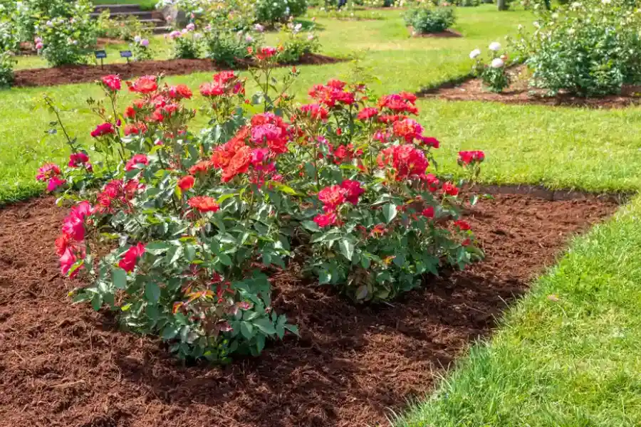 How Mulching Enhances Curb Appeal And Plant Growth in Pensacola, FL How Mulching Enhances Curb Appeal And Plant Growth in Pensacola, FL
