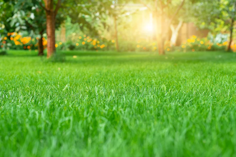 Seasonal Lawn Care Tips For A Healthy, Vibrant Yard Pensacola, FL